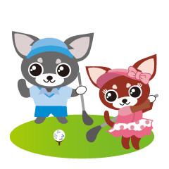 Golf Chihuahua