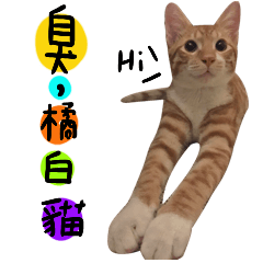 Hanchi Tsai Cat