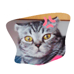 Meow_20200406091709