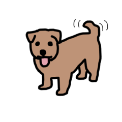 Norfolk terrier pr