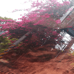 A large piece of bougainvillea