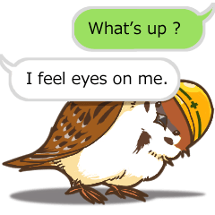 Helmet sparrows sticker(Eng.ver)