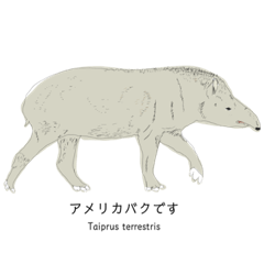 American tapir