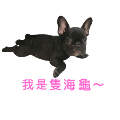 Frenchbulldog002