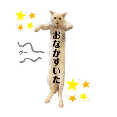 Long cat Shiratama-chan