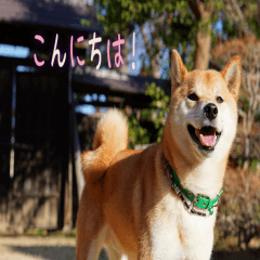 Shibainu Musashi's sticker