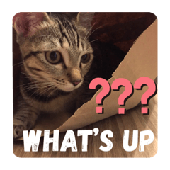 咪咪日常表情包