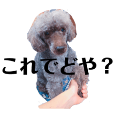 lovely cocoa stickers