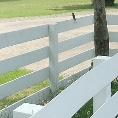 Lone bird on the fence