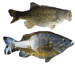 リアル魚 Line スタンプ Line Store リアル魚 Line スタンプ Line Store