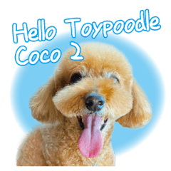 Hello Toy poodle Coco 2