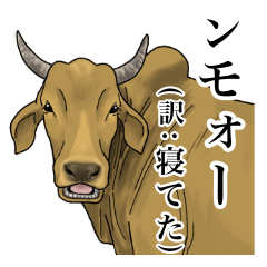 毎日インド牛 (翻訳付き)