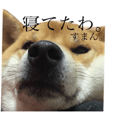 関西犬1