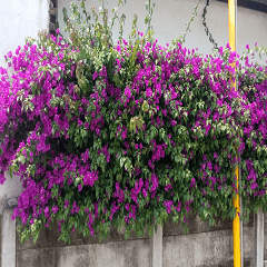 Beautiful bougainvillea flower wall