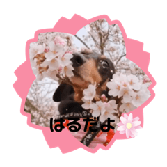 ayumi_20200406153533