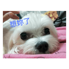 可愛妹妹，妹妹可愛