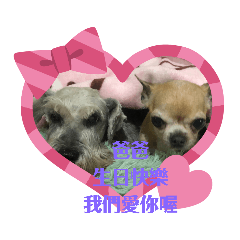 綿綿狗生活記事