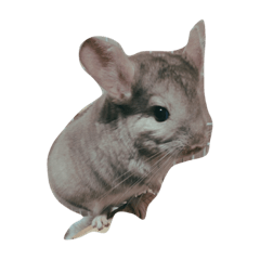 sumire_20200405203724