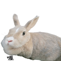 The appearance of the rabbit