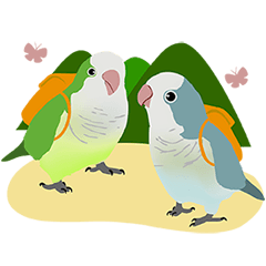 Machibrother-Happy Quaker Parrots