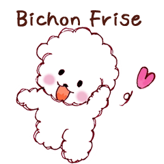 Bichon Frise English version