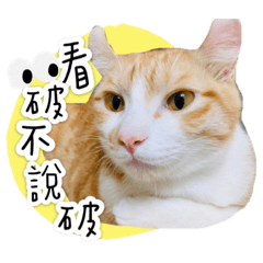 吃貨貓奇奇蒂蒂