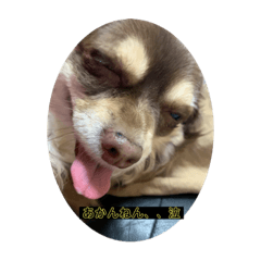 kazumi_20200406152828