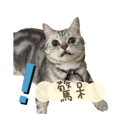 BIBO貓