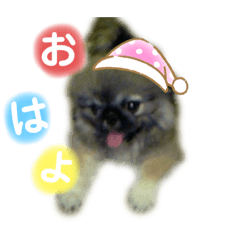 panda_20200407173435