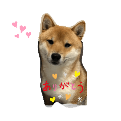 MIYO_20200407172705