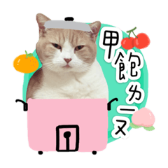 慵懶的貓生