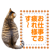 Greeting at Nyanko10