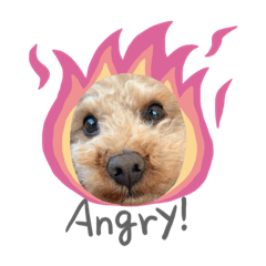 Poodle Puppy Rollo stickers!