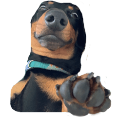 小臘腸的白眼日常