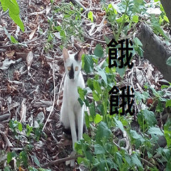 Cat with black mark on face