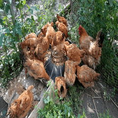 A large group of chickens is eating