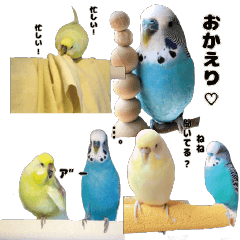 sweet parakeet`s