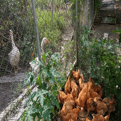 Geese watching chickens eating