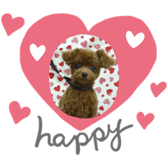 toy poodle.rin.rei