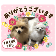 pomeranian  monaka_20200407071851