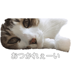 chiitan_20200408133725