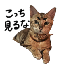 Haruna_20200408143028