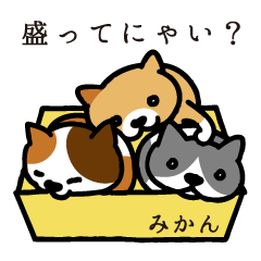 ねこマニア8　ねこの恩返し編