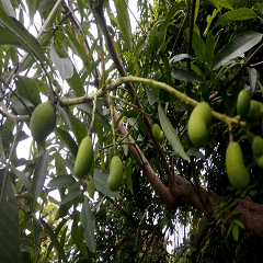 Mangoes that look like peas