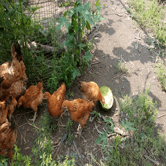 Chicken eating watermelon