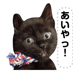 子猫の写真スタンプ