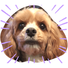shioringo_howl