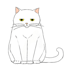 White fat bold cat