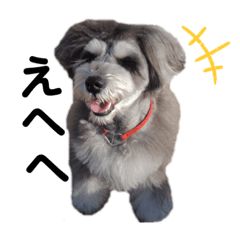 Schnauzer himasaku