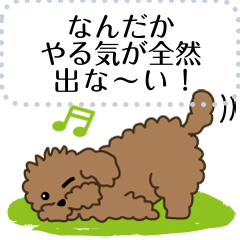 100% Toy poodle message